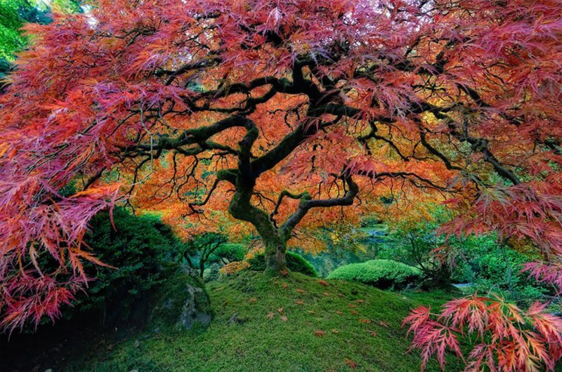 16 Of The Most Magnificent Trees In The World 18