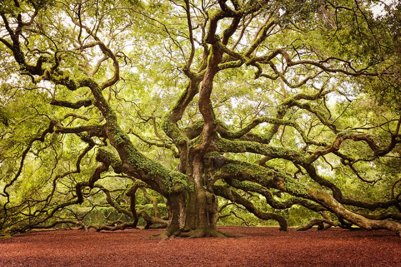 16 Of The Most Magnificent Trees In The World 19