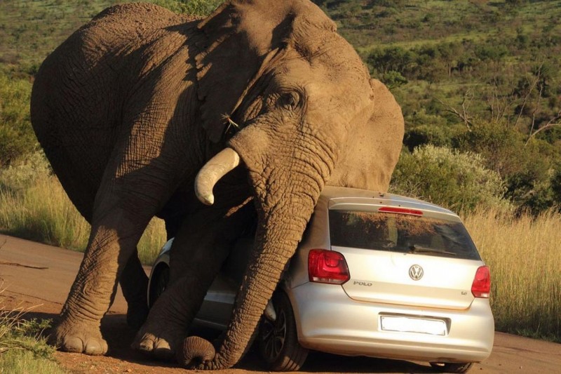 Elephant scratch back with a car 1