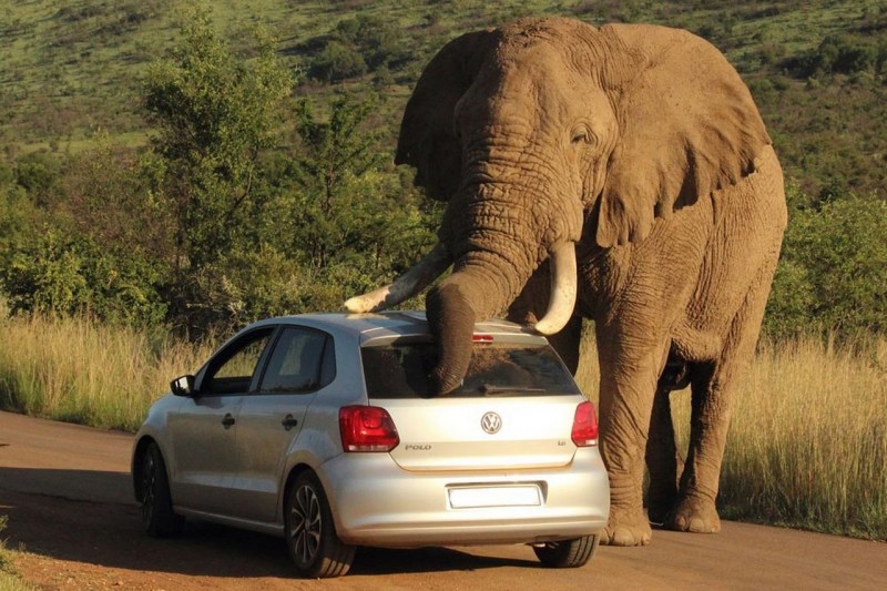 Elephant scratch back with a car 2