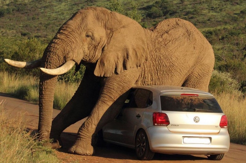 Elephant scratch back with a car 3