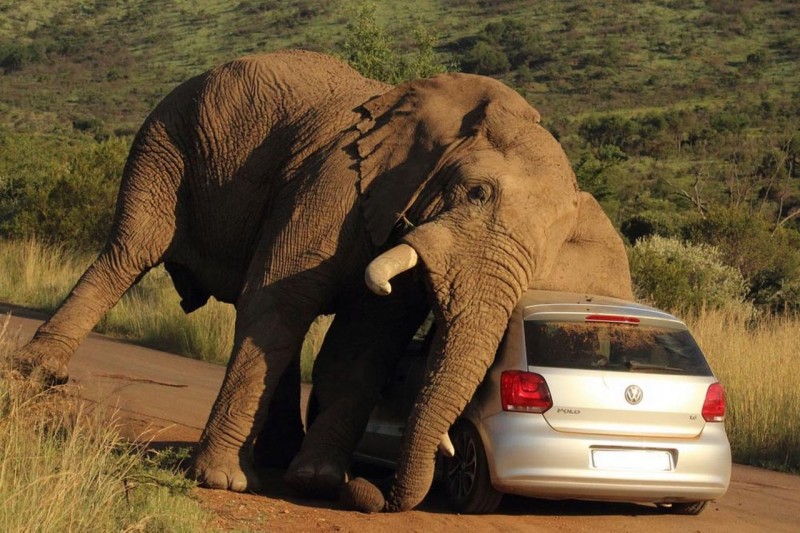 Elephant scratch back with a car 4