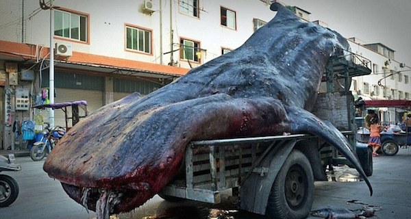 Fisherman Transports Massive Whale Shark On Top Of His Truck Like It’s No Big Deal 2