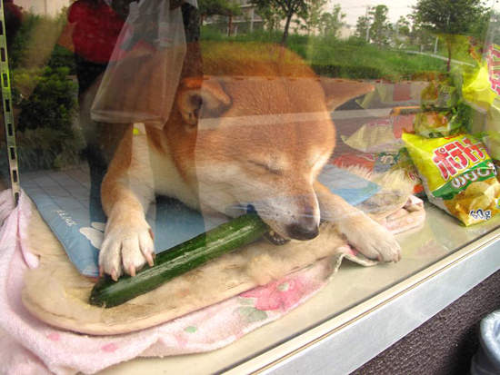 This Dog Opens The Window For Customers At A Small Cigarette Shop In Japan 8