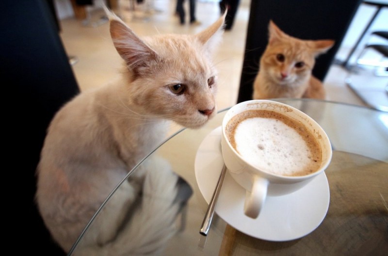 9 places all cat-lovers need to visit 23