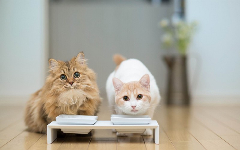 Cats 'are stressed because we treat them like dogs' 8