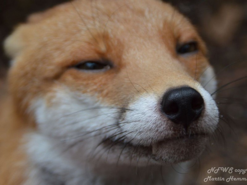 Pudding, the Photogenic Fox That’s too Friendly to be Released Into the Wild 2