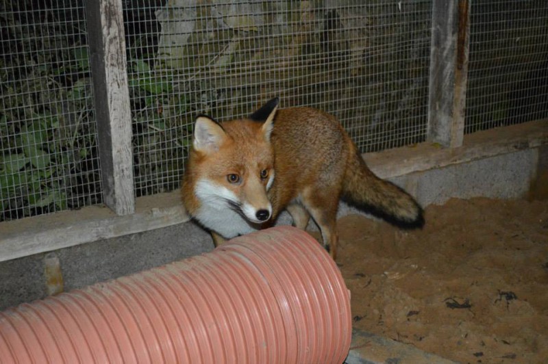 Pudding, the Photogenic Fox That’s too Friendly to be Released Into the Wild 3