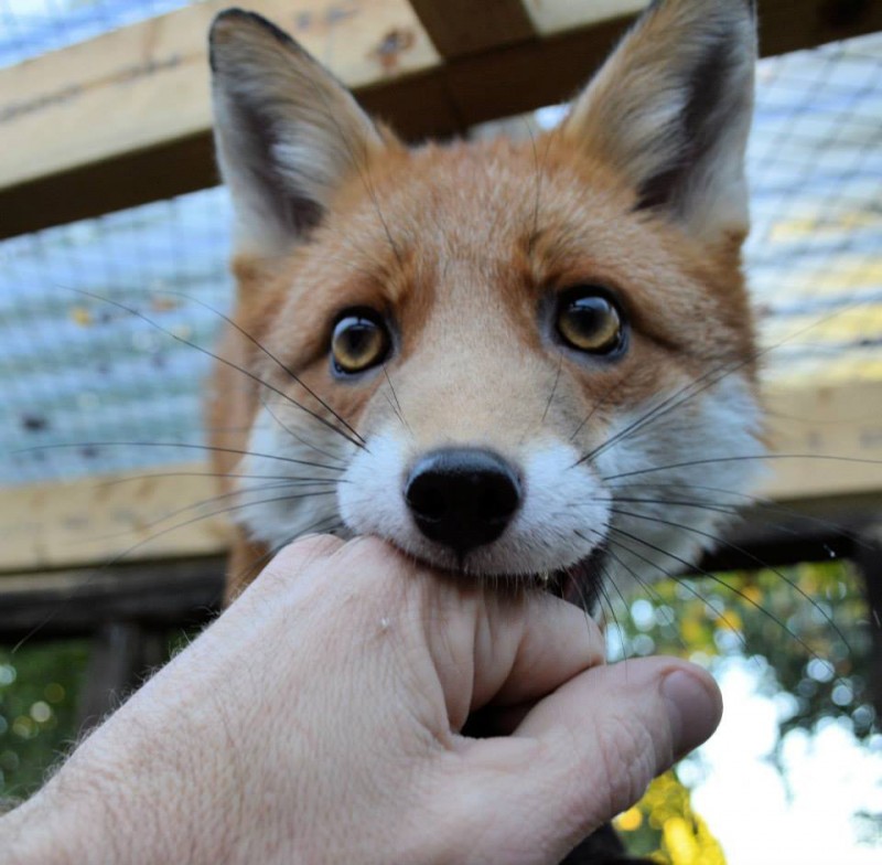 Pudding, the Photogenic Fox That’s too Friendly to be Released Into the Wild 4