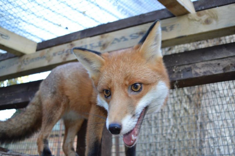 Pudding, the Photogenic Fox That’s too Friendly to be Released Into the Wild 6