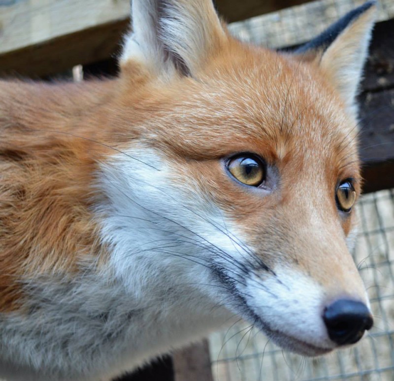 Pudding, the Photogenic Fox That’s too Friendly to be Released Into the Wild 7