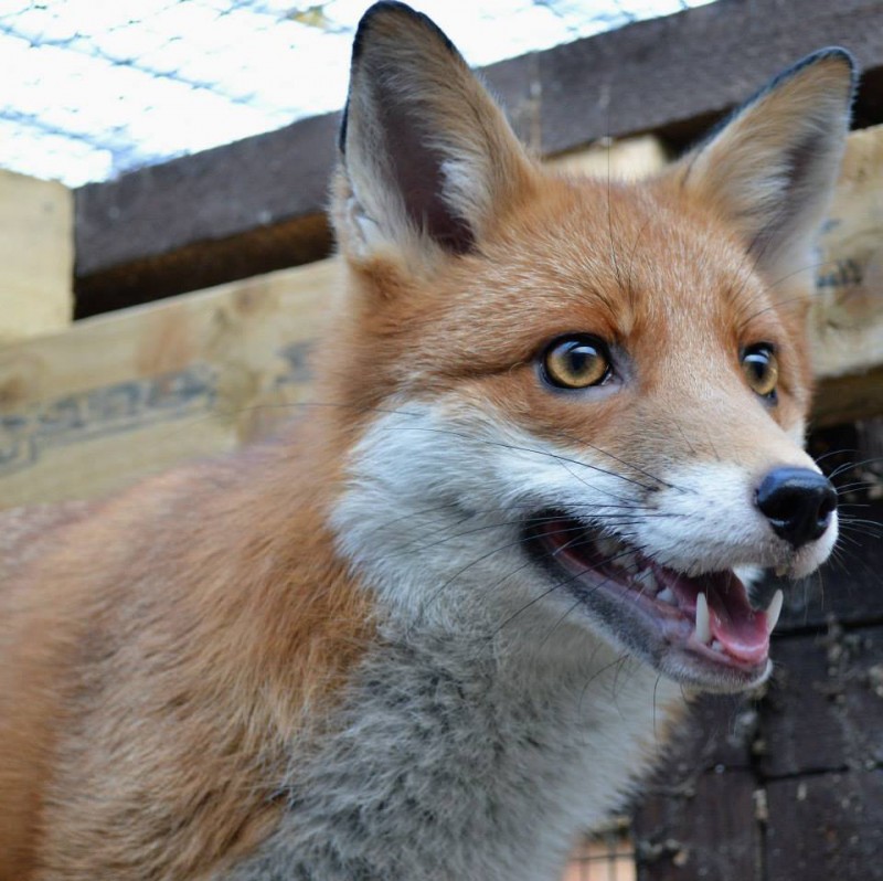 Pudding, the Photogenic Fox That’s too Friendly to be Released Into the Wild 8
