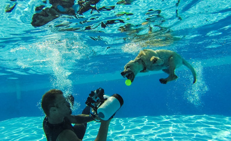 underwater puppies 1