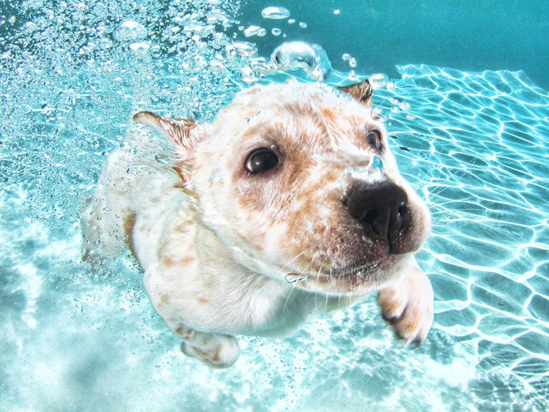 underwater puppies 3