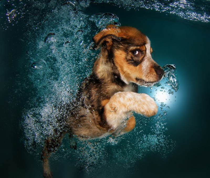 underwater puppies 4