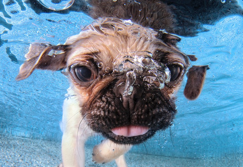 underwater puppies 5