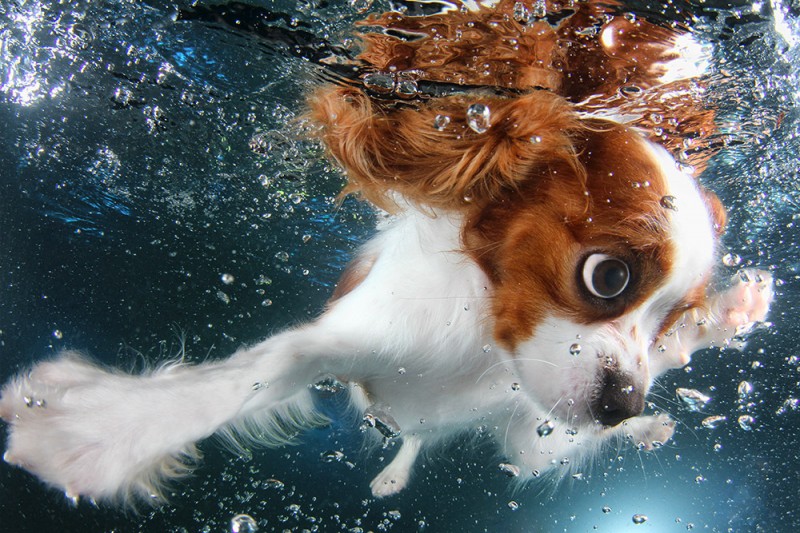 underwater puppies 6