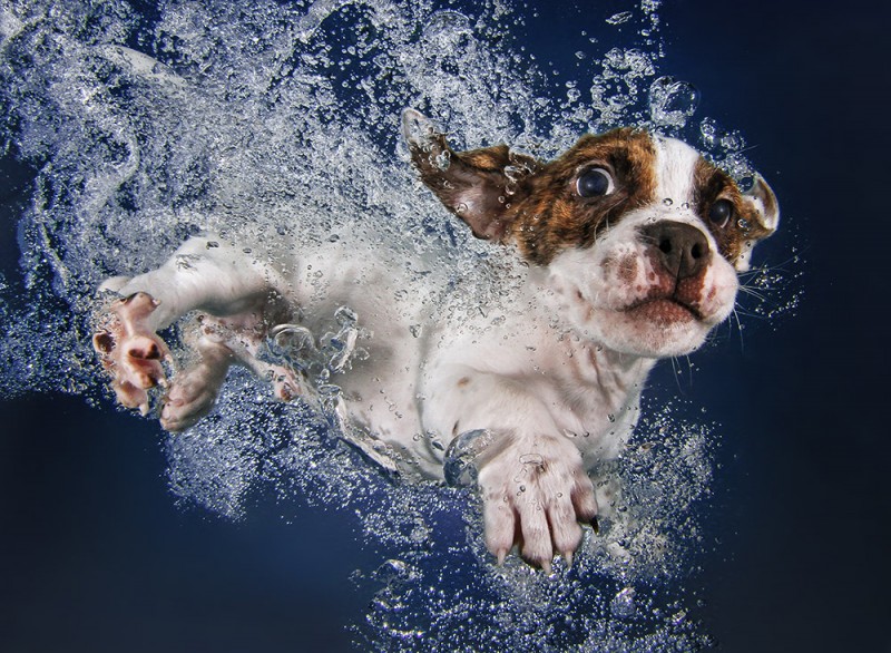 underwater puppies 7