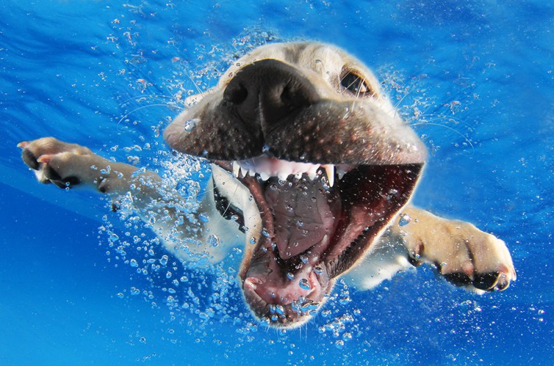 underwater puppies 9