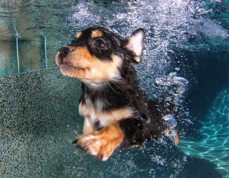 underwater puppies 10