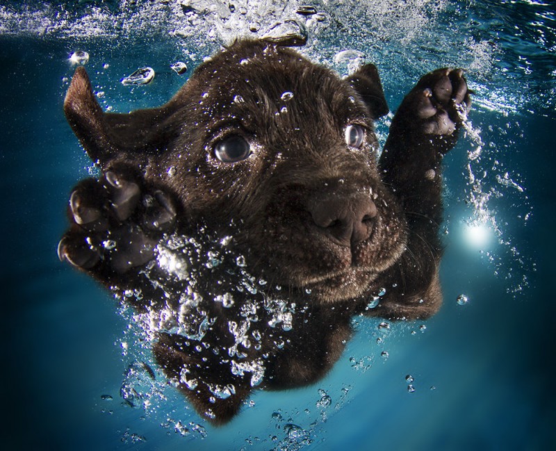 underwater puppies 11
