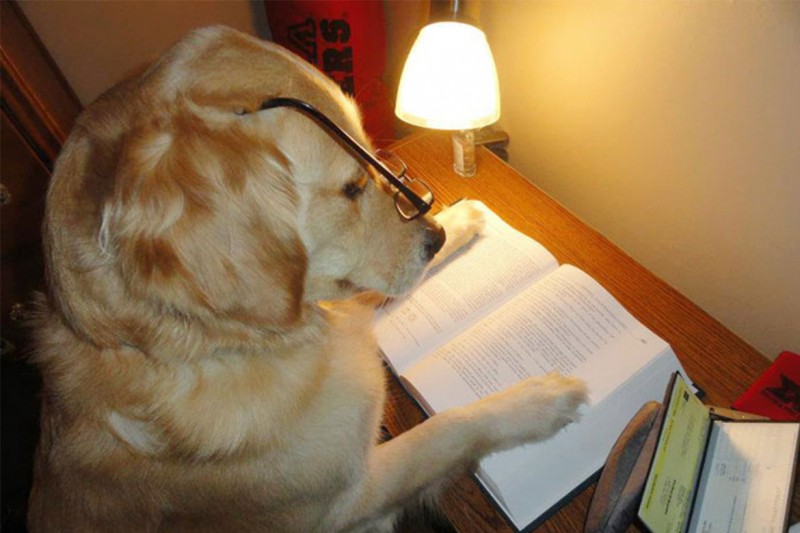 笑什麼？沒見過狗狗看書麼？ 1