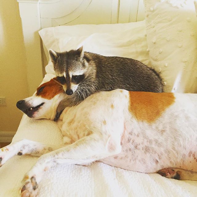 Adorable Rescued Raccoon Acts Like A Dog With Her Two Puppy BFFs 19