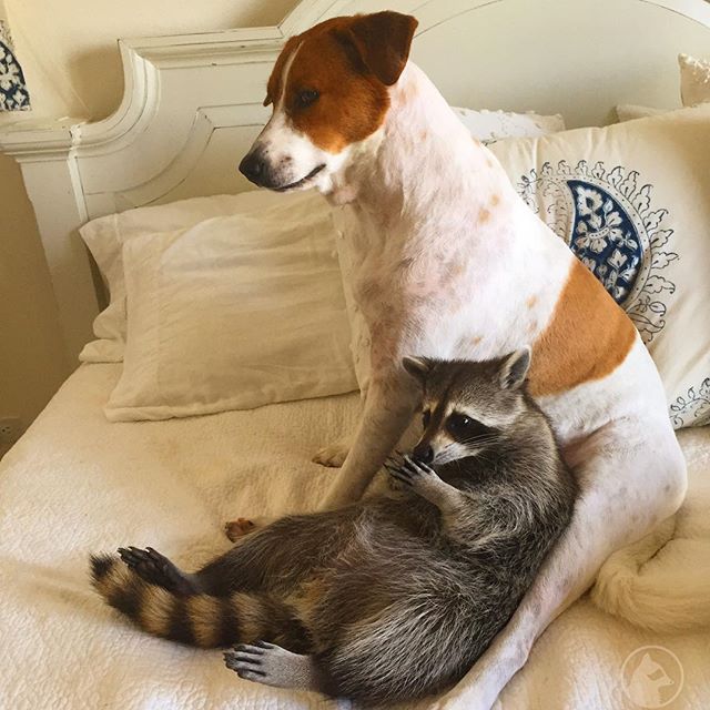Adorable Rescued Raccoon Acts Like A Dog With Her Two Puppy BFFs 20