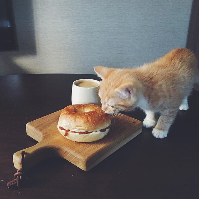 cat + food 13