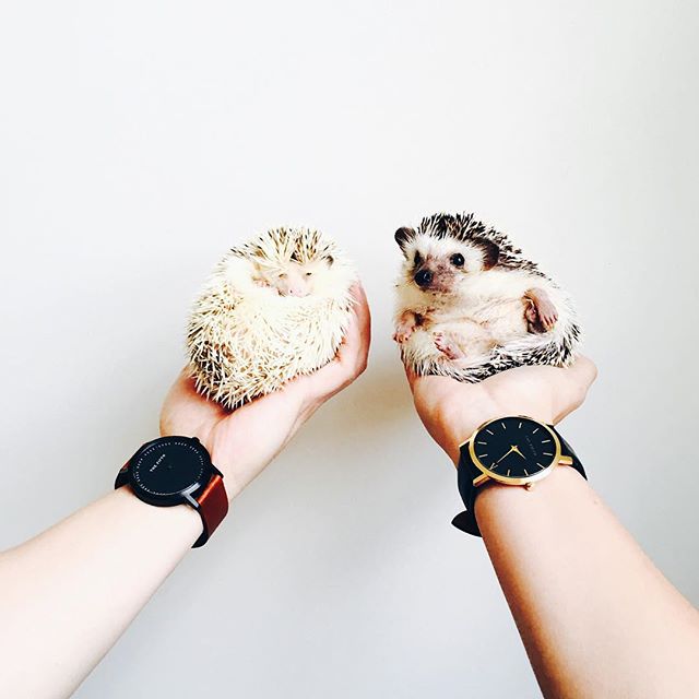 Adorable Images Of Little Hedgehogs On This Instagram Will Delight You 11