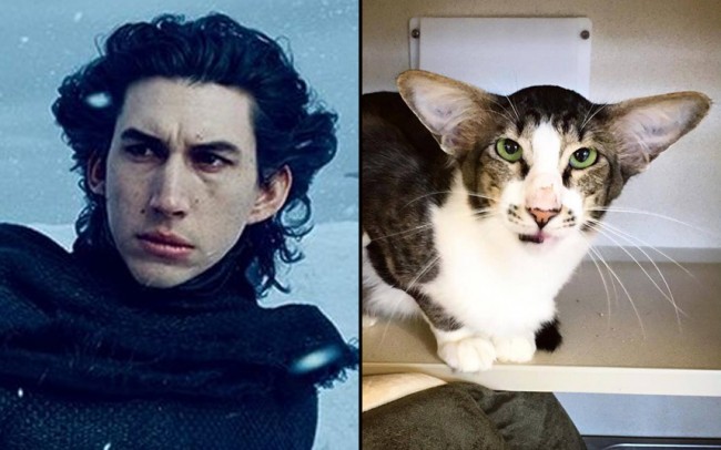 Animals vs Celebrities：感謝網友的逗趣組圖，讓長得像 Adam Driver 的「貓咪」成功被領養回家！ 1