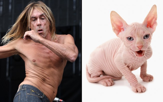 Animals vs Celebrities：感謝網友的逗趣組圖，讓長得像 Adam Driver 的「貓咪」成功被領養回家！ 3
