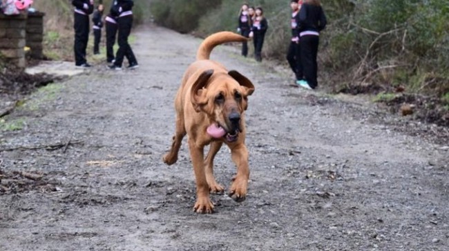 Keep Running：這是一隻來自美國的獵犬主動加入「馬拉松賽跑」的冒險故事！ 2