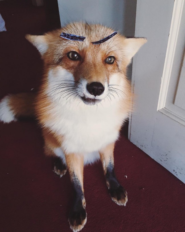 最愛笑的可愛「狐狸」寵物，吸引 10 萬網友熱烈追蹤！ 1