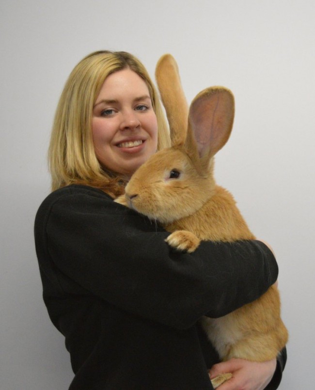 Scottish SPCA undated handout photo of Animal Care Assistant Emma Calder with seven month old continental giant rabbit named Atlas who is seeking a new home. PRESS ASSOCIATION Photo. Issue date: Tuesday February 2, 2016. Staff at the charity's centre in Cardonald, Glasgow, took in the rabbit when his owner could no longer look after him. See PA story ANIMALS Rabbit. Photo credit should read: Scottish SPCA /PA Wire NOTE TO EDITORS: This handout photo may only be used in for editorial reporting purposes for the contemporaneous illustration of events, things or the people in the image or facts mentioned in the caption. Reuse of the picture may require further permission from the copyright holder.
