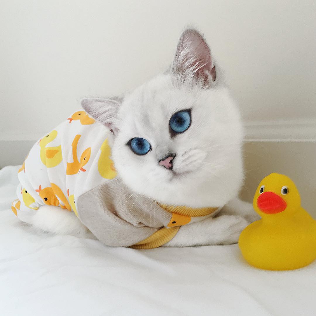 在 Instagram 上擁有30萬的追隨者：Coby The Cat ，被譽為擁有世上最美雙眼的貓咪 6