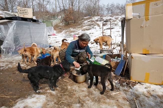 Love Story：61 歲婦人決定賣掉房子，拯救照顧 200 隻流浪幼犬！ 4