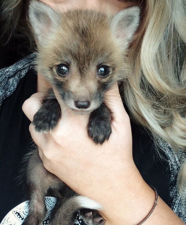 最愛笑的可愛「狐狸」寵物，吸引 10 萬網友熱烈追蹤！ 1