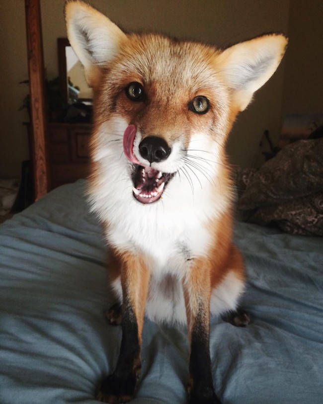 最愛笑的可愛「狐狸」寵物，吸引 10 萬網友熱烈追蹤！ 2