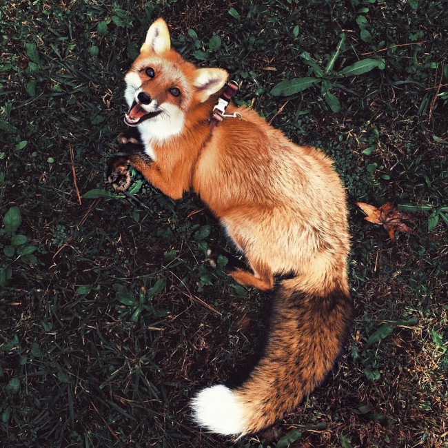 最愛笑的可愛「狐狸」寵物，吸引 10 萬網友熱烈追蹤！ 5