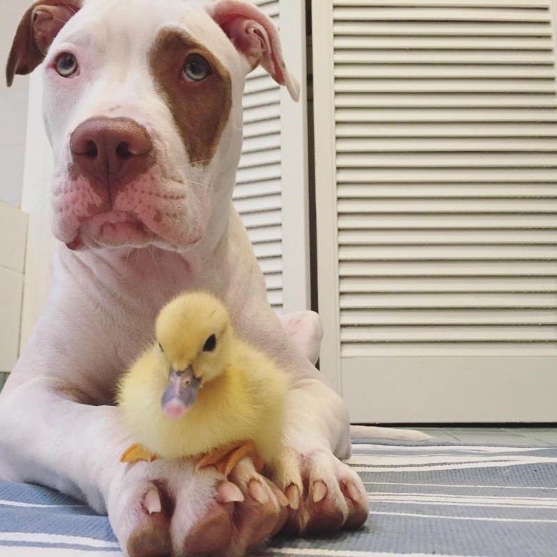 最可愛的融化瞬間：這是兩隻「小黃鴨」與「狗寶貝」相互照顧的甜蜜故事！ 1