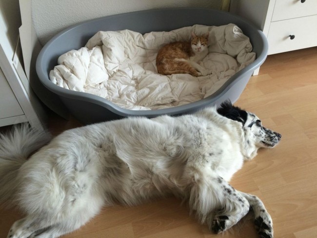24 張讓主人深陷兩難的逗趣瞬間：當「貓老大」搶走「狗寶貝」專屬睡床時… 2
