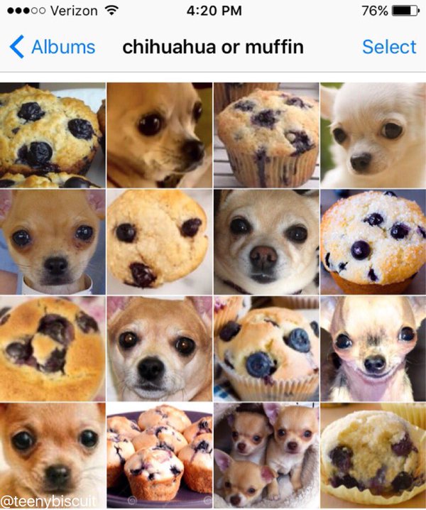 The Internet is having a meltdown over these puppies that look like bagels 4