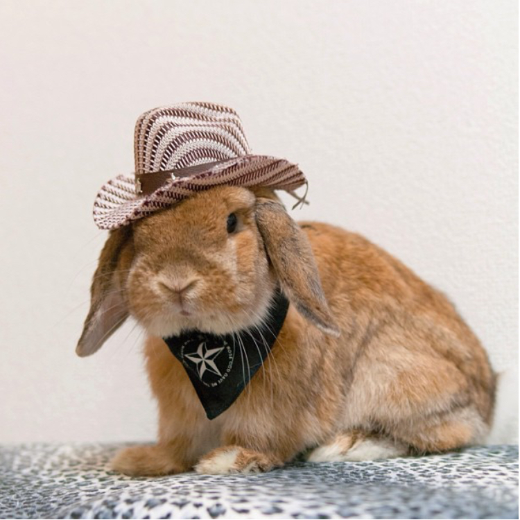 Instagram上的小萌兔PuiPui與牠令人融化的百變穿搭照 1