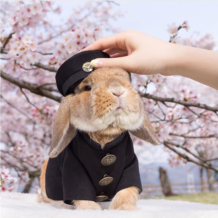 Instagram上的小萌兔PuiPui與牠令人融化的百變穿搭照 1