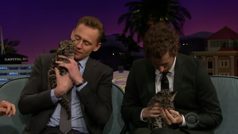 令全球粉絲融化的瞬間：當 Tom Hiddleston 抱起可愛的小花豹時... 4