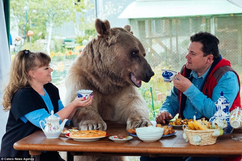 adopted-bear-russian-family-stepan 5