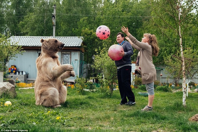 adopted-bear-russian-family-stepan 6