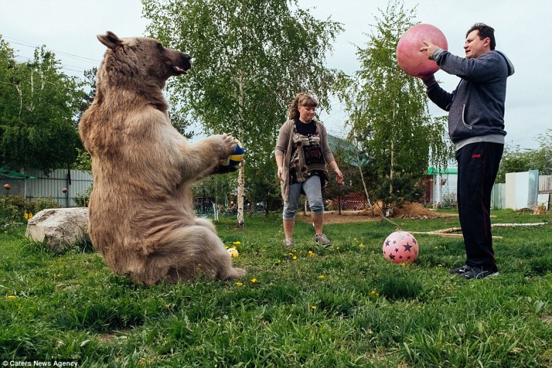 adopted-bear-russian-family-stepan 11