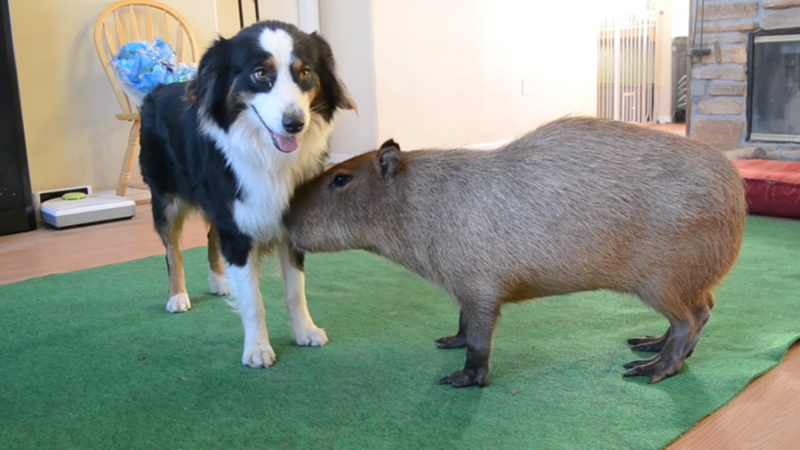 capybara-dog-friends-video 1